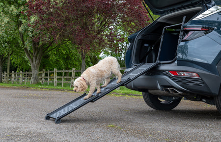 ¡Presentamos nuestra nueva Dog Ramp!