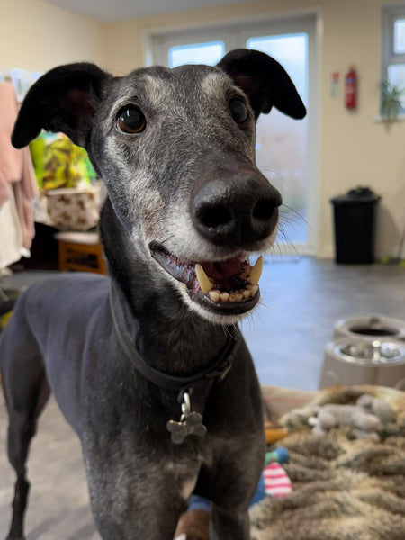 ¡Apoyamos a Makants Greyhound Rescue!