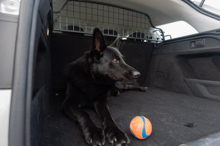 Cómo ayudar a un perro al que no le gusta viajar en coche