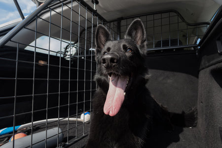 ¿Viajas con tu perro en el coche? Cómo hacerlo de forma segura según la normativa española