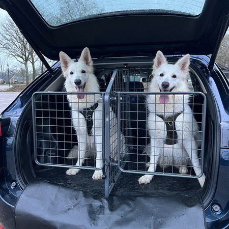 Cómo transportar varios perros en el coche de forma segura