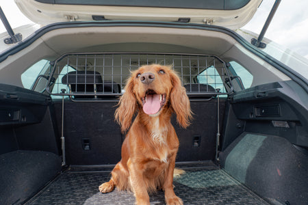 ¡Feliz Día Nacional de Ama a tu Mascota!